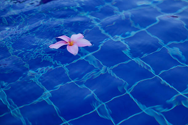 istock Plumeria in pool 627269006