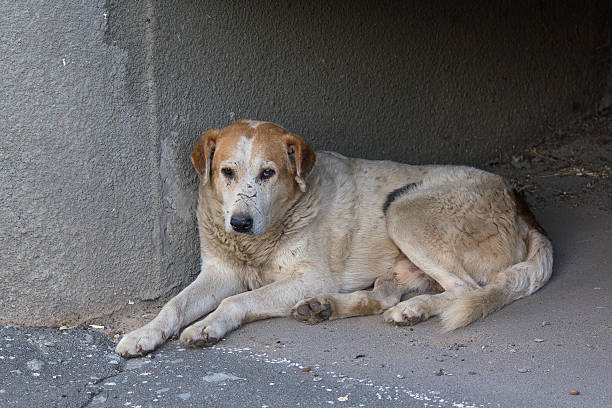 istock Sad homeless dog lying on the pavement. Pets 627273254