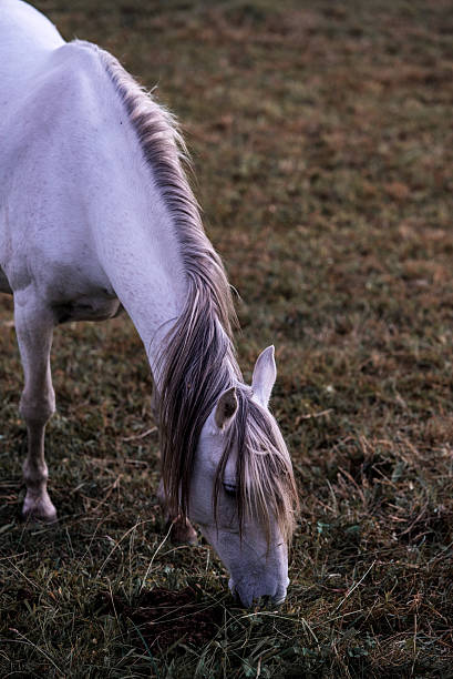 Spanish wild horses A white spanish wild horse  uffington horse stock pictures, royalty-free photos & images