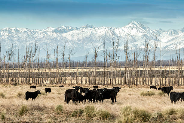 istock Cows breeding in Patagonia 627280400