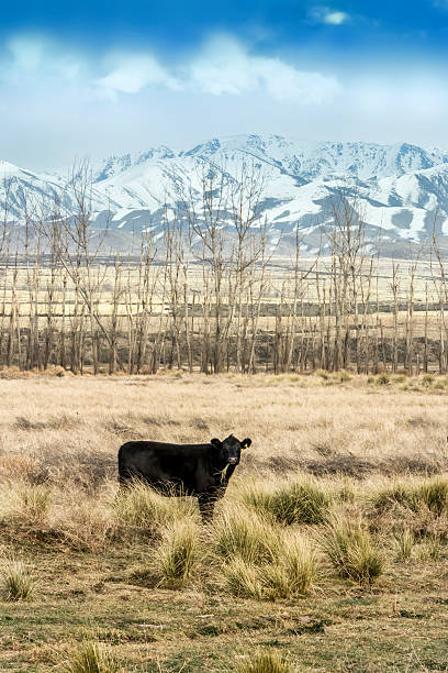 istock Cows breeding in Patagonia 627280470