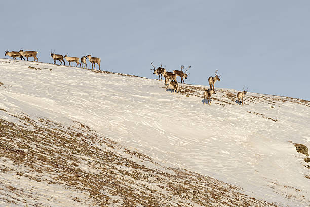 istock Alaska Caribou Herd on Side of Hill 627280692