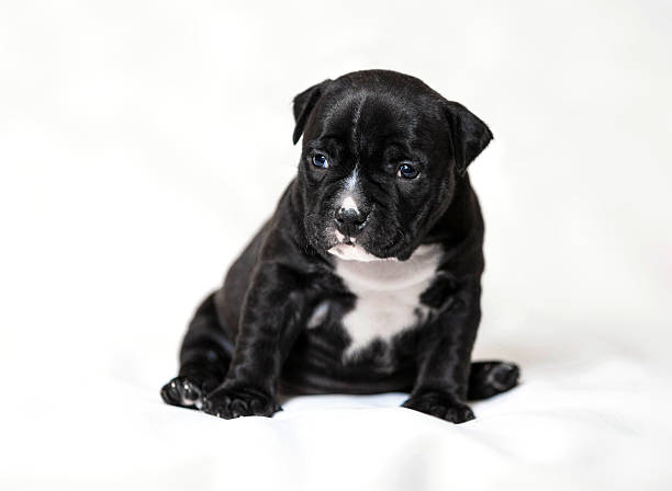 istock Puppy American bullies 627280878