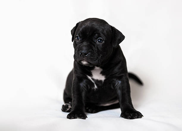 istock Puppy American bullies 627280896