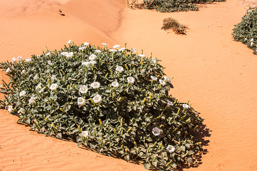 Datura plant in a sandy wash in the mojave desert - considered sacred by Native Americans and beautiful by all.