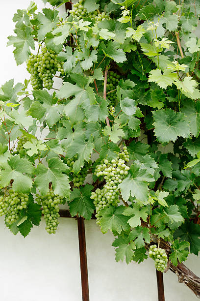 istock green grape with green leaves 627281946