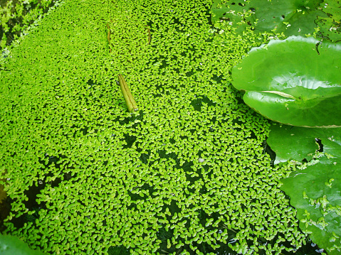 Green Duckweed with Lotus Leaf on Water        