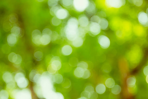 istock Beautiful green bokeh background 627283678