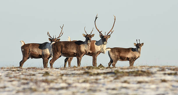 Alaska Band of Caribou in Field With Antlers stock photo