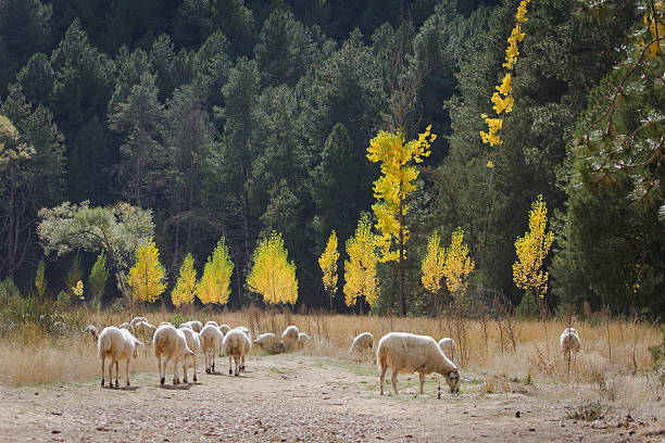 Herd of grazing sheep stock photo