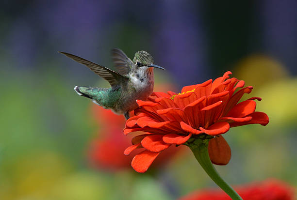 istock Hummingbird on Zinnia 627284966