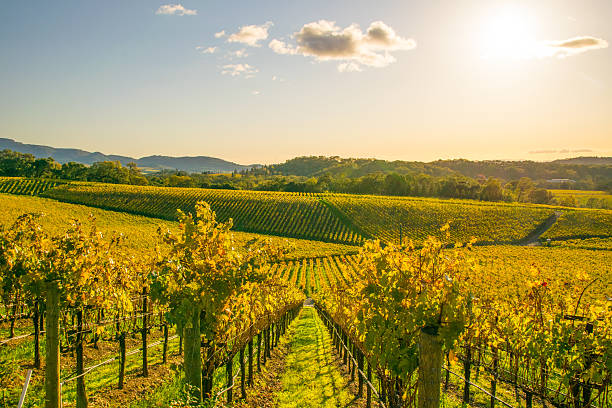 weinberge in napa valley, nordkalifornien - winery autumn vineyard grape stock-fotos und bilder