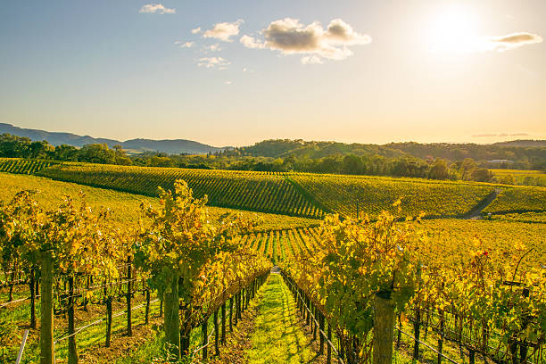 виноградники в долине напа, северная калифорния - winery autumn vineyard grape стоковые фото и изображения