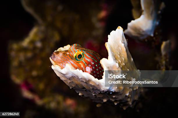 Blue Spotted Puffer Sleeping On A Coral Stock Photo - Download Image Now