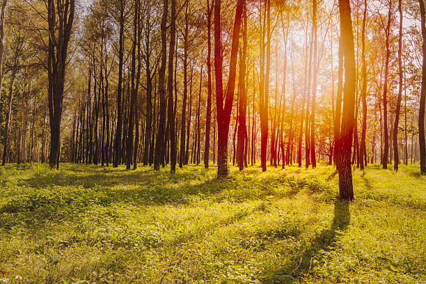 Sunrise or sunset in the pine forest. stock photo