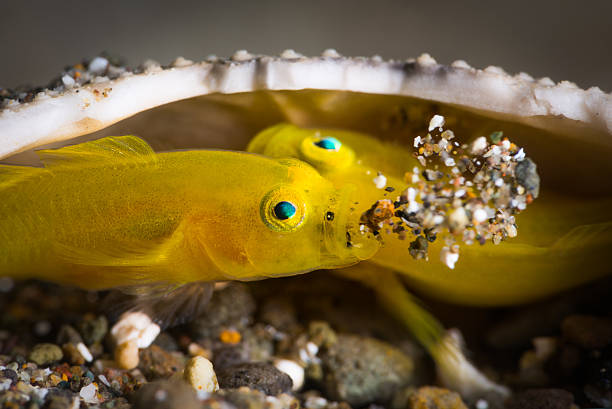 gobius pigmeo giallo (lubricogobius exiguus) che pulisce la loro casa - goby fish flash foto e immagini stock