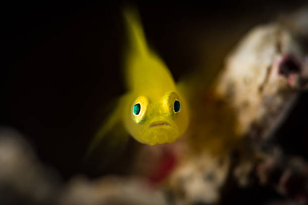 黄色のピグミー・ゴビー(潤滑術エキシグース)、正面図 - goby fish flash ストックフォトと画像