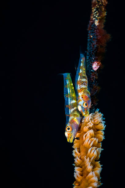 due gobi corallini whip (bryaninops yongei) con uova. - goby fish flash foto e immagini stock