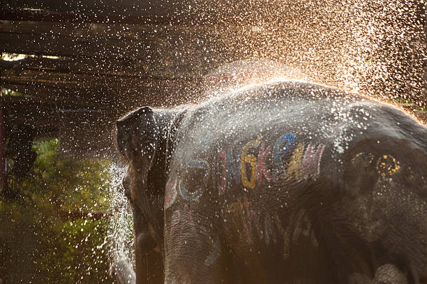 istock Elephant is splashing water on themselves happily. 627289802