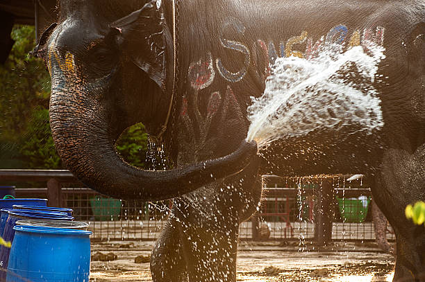 istock Elephant is splashing water on themselves happily. 627289832
