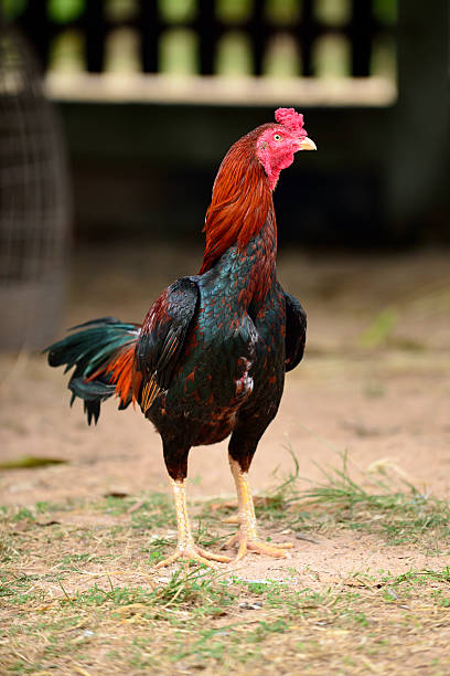 istock Rooster on farm in Thailand 627290088