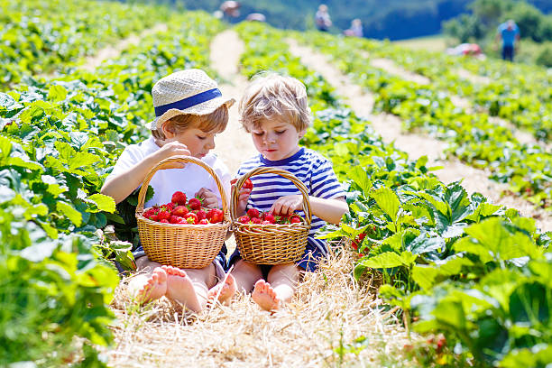 istock Two little sibling boys on strawberry farm in summer 627290682