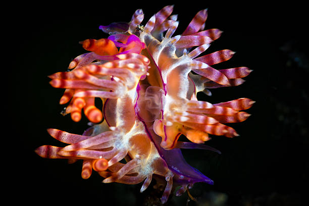 istock Red-lined Flabellina, Flabellina rubrolineata, nudibranchs, mating 627291912