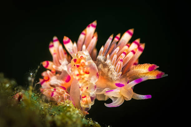 istock Red-lined Flabellina, Flabellina rubrolineata, nudibranchs, mating 627291948