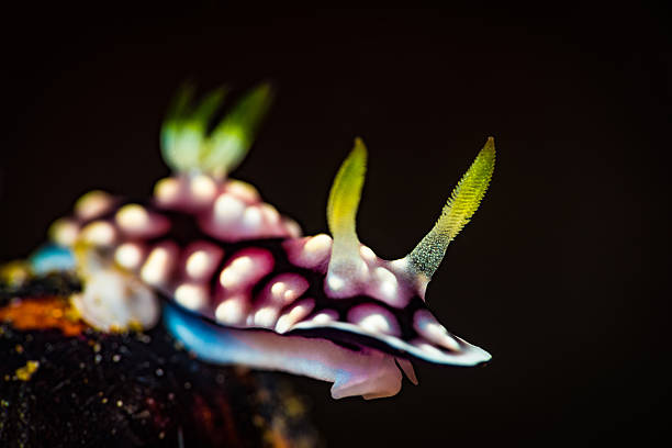 chromodoris géométrique, nudibranche - nudibranch photos et images de collection