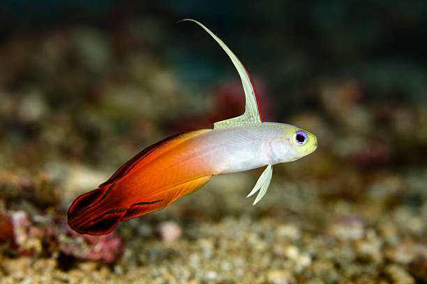 fogo goby, dardo, (nemateleotris magnifica) - goby fish flash - fotografias e filmes do acervo