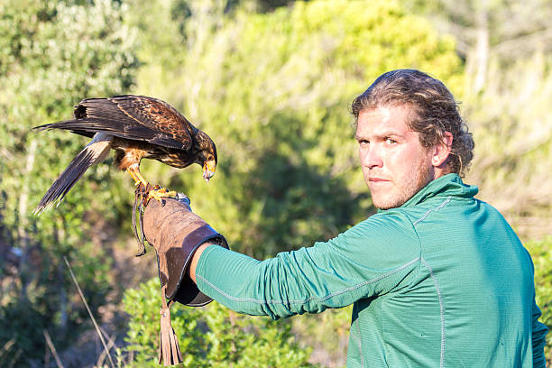 mann hält einen falken auf dem arm - harris hawk hawk bird of prey bird stock-fotos und bilder