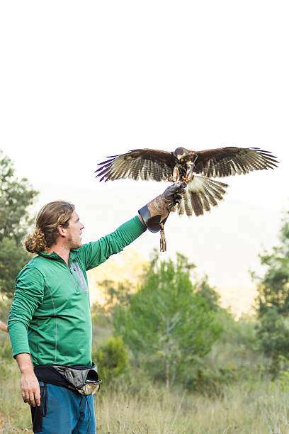 mann hält einen falken auf dem arm - harris hawk hawk bird of prey bird stock-fotos und bilder