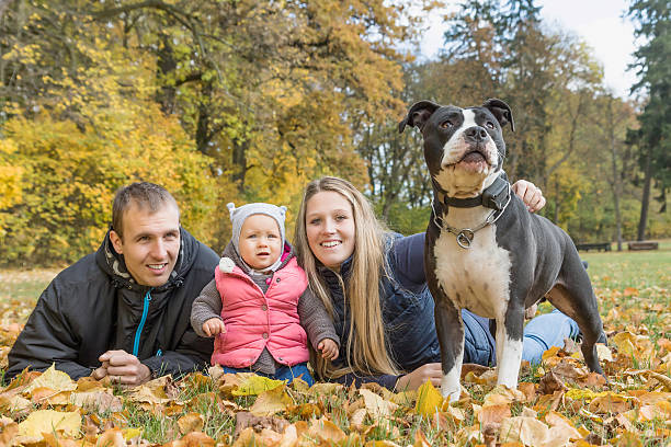 160+ Girl With American Staffordshire Terrier Stock Photos, Pictures & Royalty-Free Images - iStock | Woman with amstaff