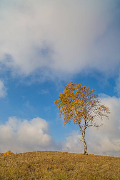 istock Autumn golden tree against the blue sky 627313216