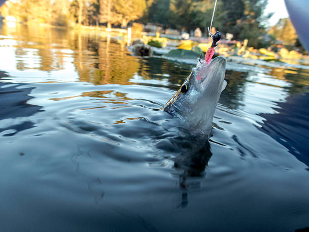 istock Crappie Sunfish or Pan fish Jig Hooked in Water 627313710