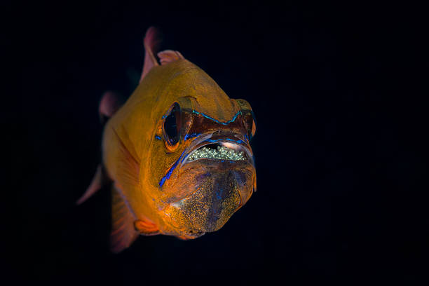 Ring-tailed Cardinalfish (Ostorhinchus aureus) brooding eggs Ring-tailed Cardinalfish (Ostorhinchus aureus) brooding eggs. Eggs sharp and their eyes can be clearly seen at 100%. aureus stock pictures, royalty-free photos & images