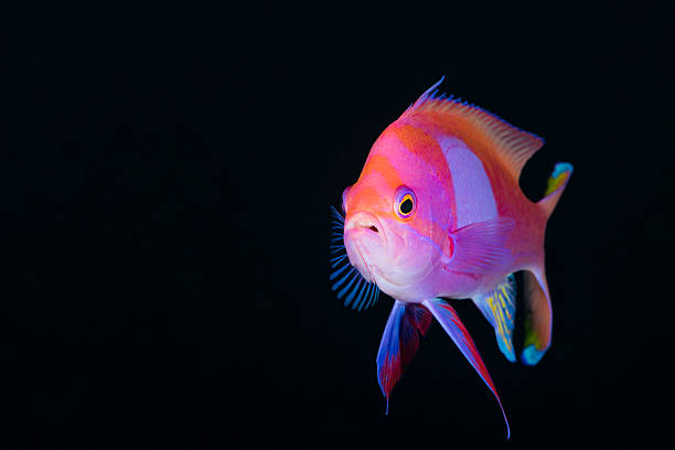 istock Squarespot Anthias (Pseudanthias pleurotaenia), male, front view 627313820