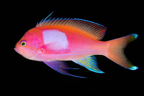 squarespot anthias (pseudanthias pleurotaenia), maschio, profilo - profile photo flash foto e immagini stock