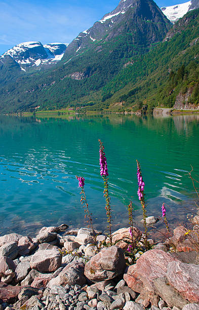 istock Bright flowers on the stony coast in Norway 627314890