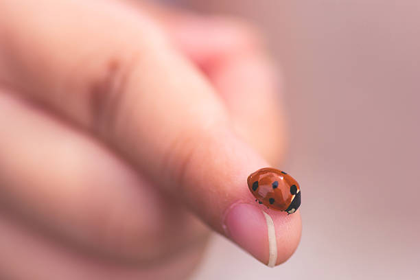 istock Child hand finger with lady bug crawling on it. 627314984
