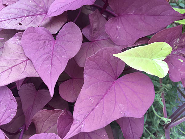 purple and green heart-shaped leaves