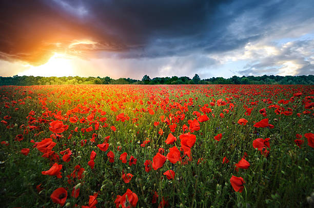 istock Field full of red poppies 627315762