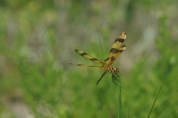 punaise libellule sur un brin d’herbe - blade white blue transportation photos et images de collection