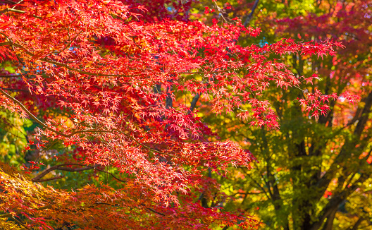 Autumn Forest in Yoshino, Nara, JapanAutumn Forest in Yoshino, Nara, Japan