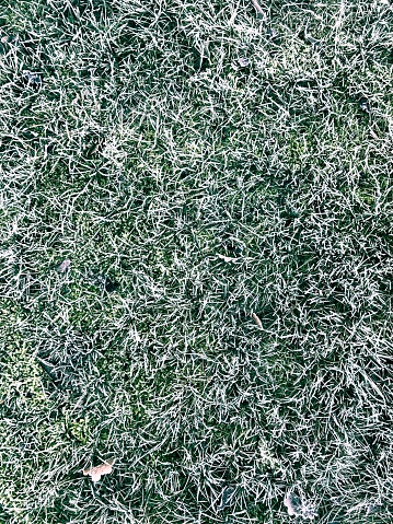 High angle view of a frosted lawn in the backyard; 