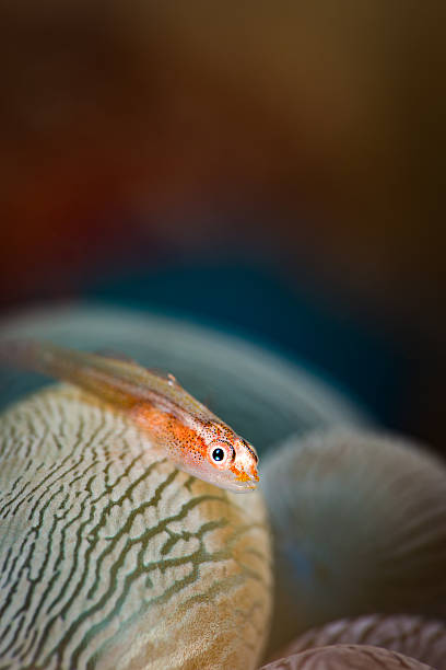 ghostgoby corallo pietroso (pleurosicya micheli) su bubble coral (plerogyra sinuosa) - goby fish flash foto e immagini stock