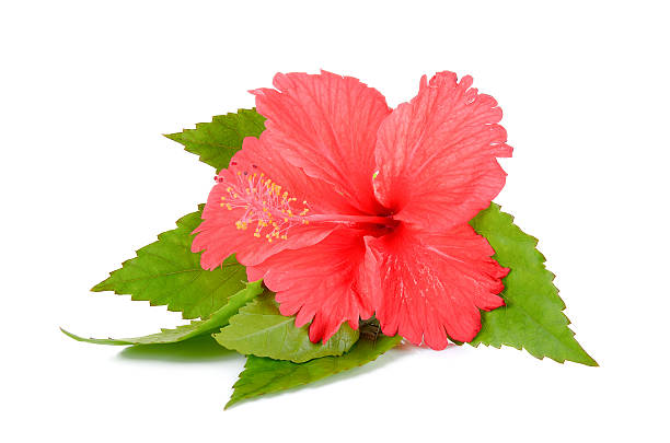 istock Red Hibiscus flower on the white background 627319102