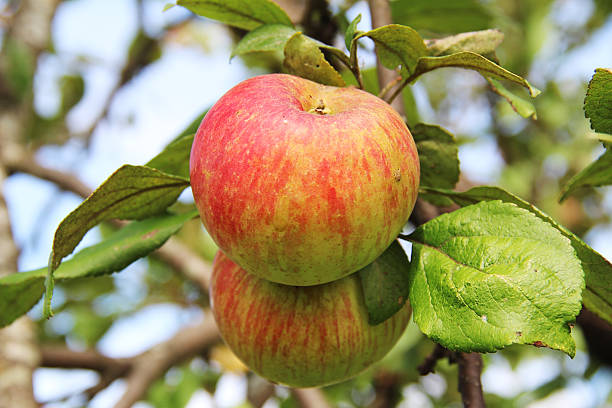 istock Red-yellow Shtrifel apples on apple tree branch. 627319320