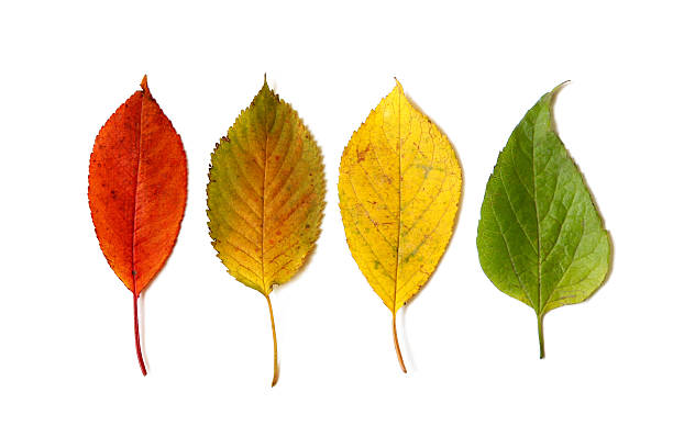 istock Autumn leaves isolated on white background 627328606