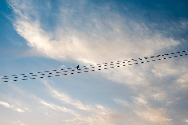 istock Silhouette of single bird sitting on power line 627328794